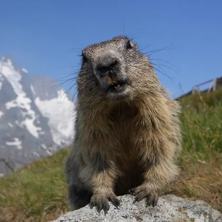 兰派霍索酒店兼餐厅 Fusch an der Grossglocknerstrasse
